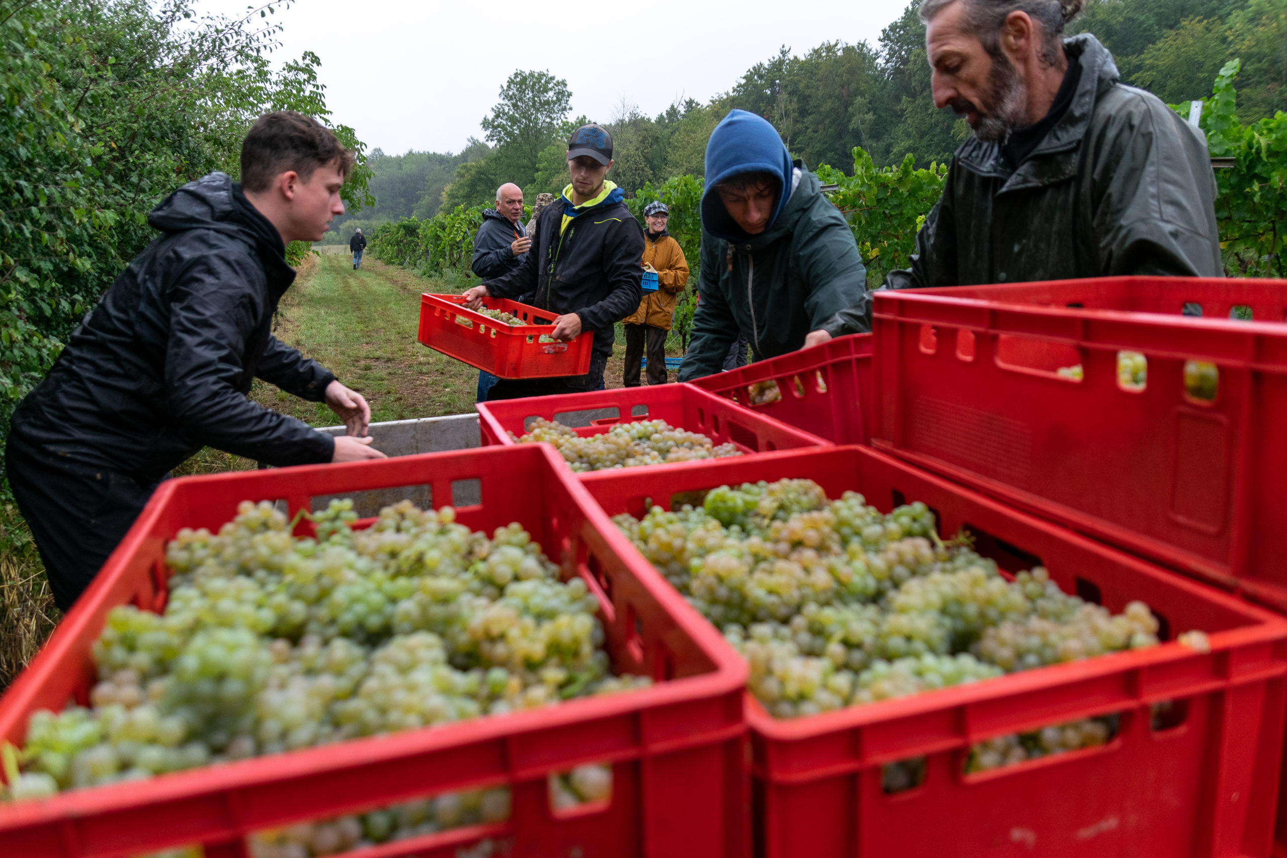 Lire la suite à propos de l’article Plus d’un mois d’avance pour les vendanges à Torgny